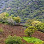 منابع طبیعی سازمان جنگلها،مراتع و آبخیزداری.700 سوالات استخدامی منابع طبیعی سازمان جنگلها،مراتع و آبخیزداری