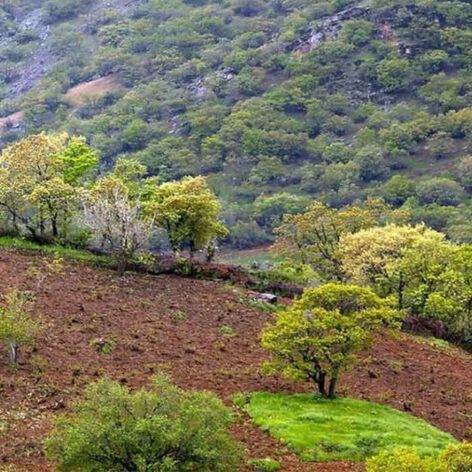 منابع طبیعی سازمان جنگلها،مراتع و آبخیزداری.700 سوالات استخدامی منابع طبیعی سازمان جنگلها،مراتع و آبخیزداری